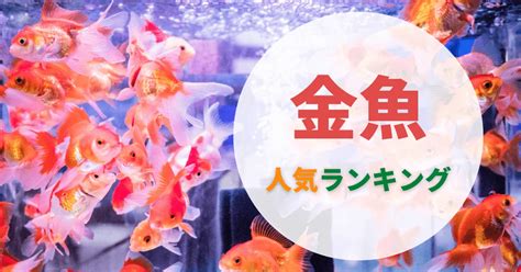 高級金魚種類|金魚で人気の13種類｜体の丈夫さや大きさ、寿命は